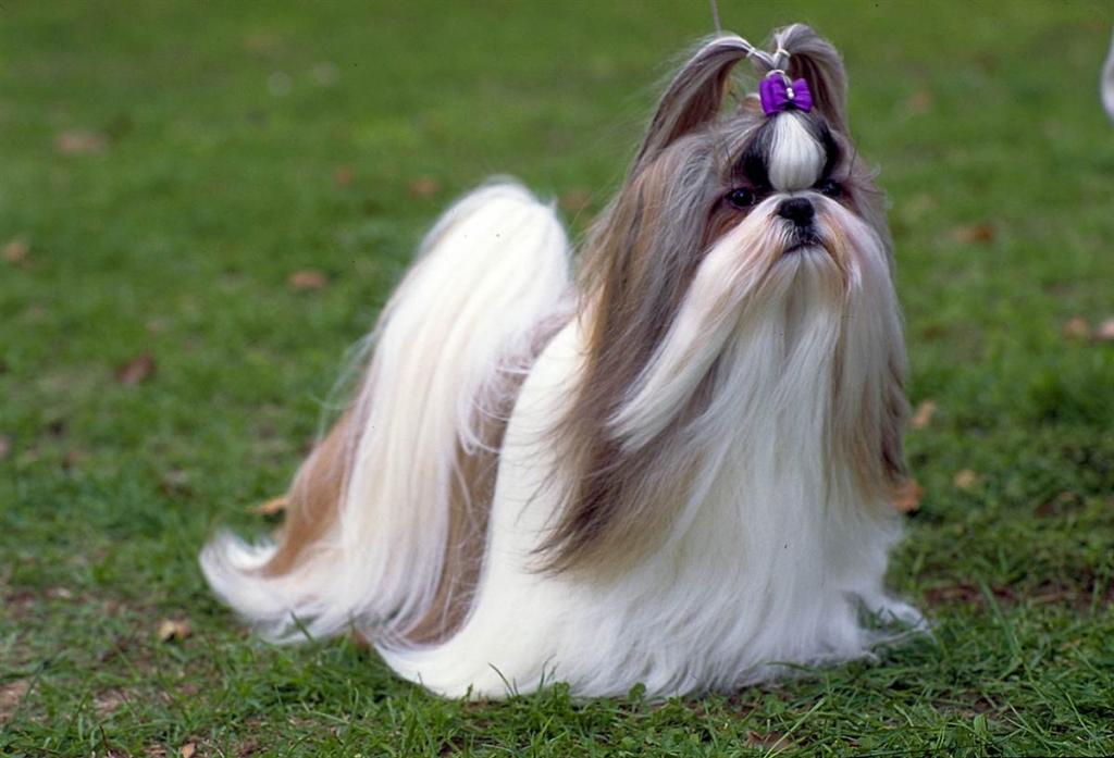 Shih tzu dog