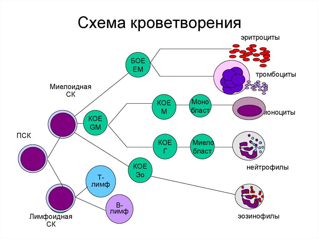 Развитие клеток крови схема