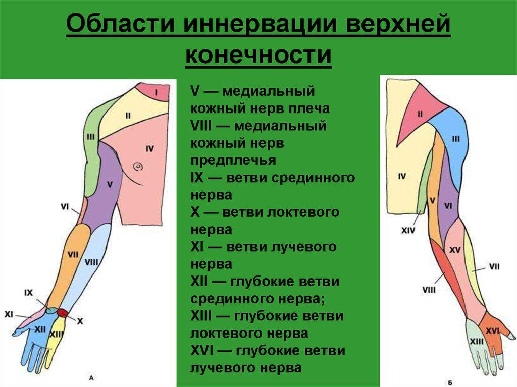 Иннервация верхней конечности схема