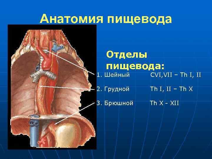 Передняя стенка пищевода