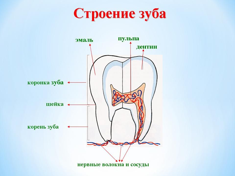 анатомия зубов человека