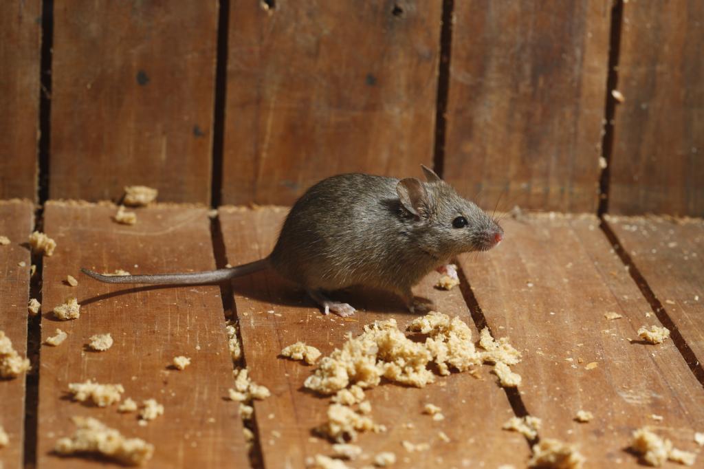 как избавиться от мышей в частном доме на потолке
