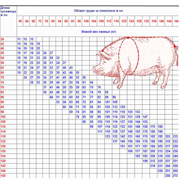 сколько весит взрослая свинья