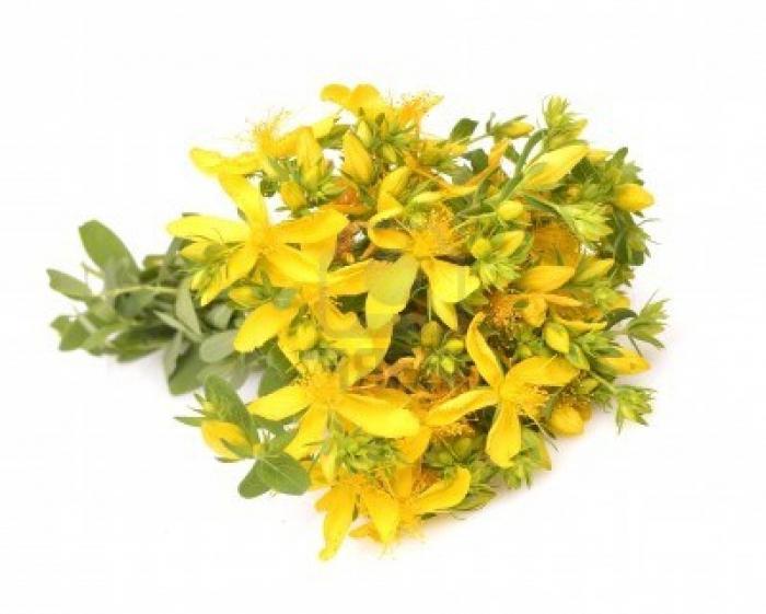 St. John's wort useful properties and contraindications