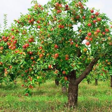 как сажать яблони