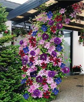 climbing plants for home