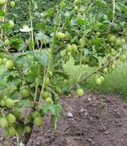 gooseberry pruning