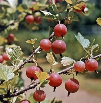 gooseberry care