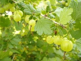 gooseberry planting and care