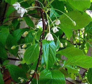 Chinese Schisandra planting and care