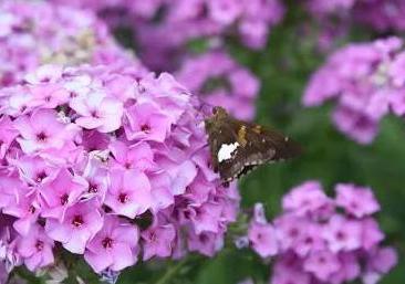 phlox disease