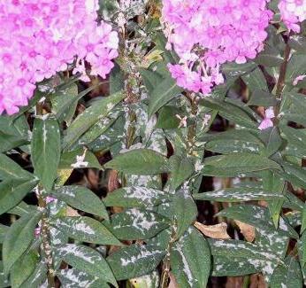 phlox disease