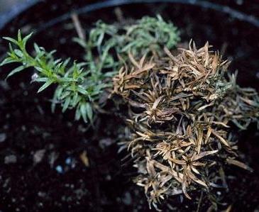 phlox disease photo