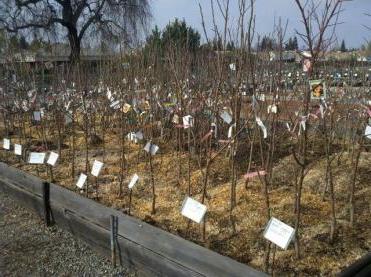 fruit tree nursery