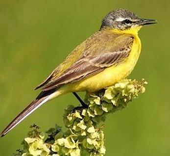 yellow wagtail