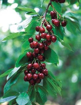 sweet cherry variety