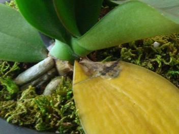 орхидея фаленопсис почему желтеют листья