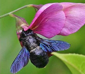 пчела плотник фиолетовая