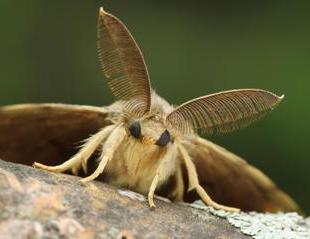 unpaired silkworm caterpillar