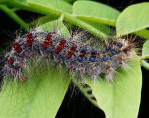 unpaired silkworm photo