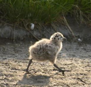 seagull chick