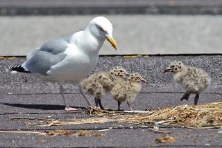 gulls chicks