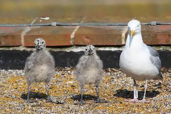 what is the name of the gull chick