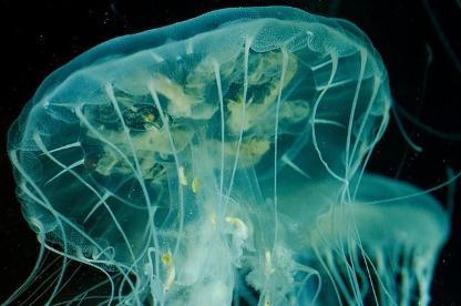 медуза turritopsis nutricula