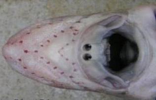 рыба морской заяц фото