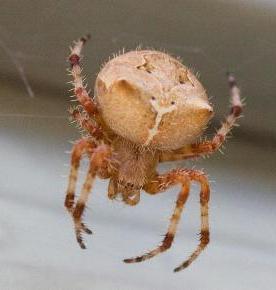 types of spiders photo