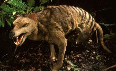 Тасманийский сумчатый волк