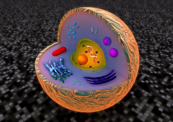 Органоиды эукариотической клетки