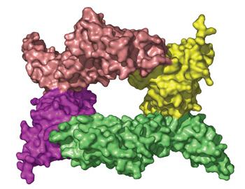 Комплексный протеин
