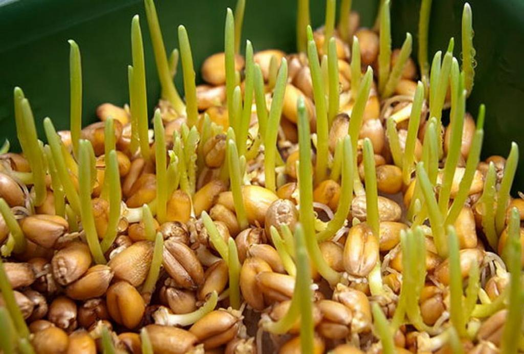Проростки пшеницы - основной компонент препарата