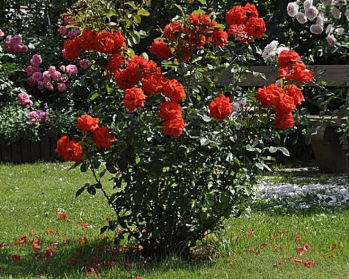 Роза бриллиант кордеса фото и описание