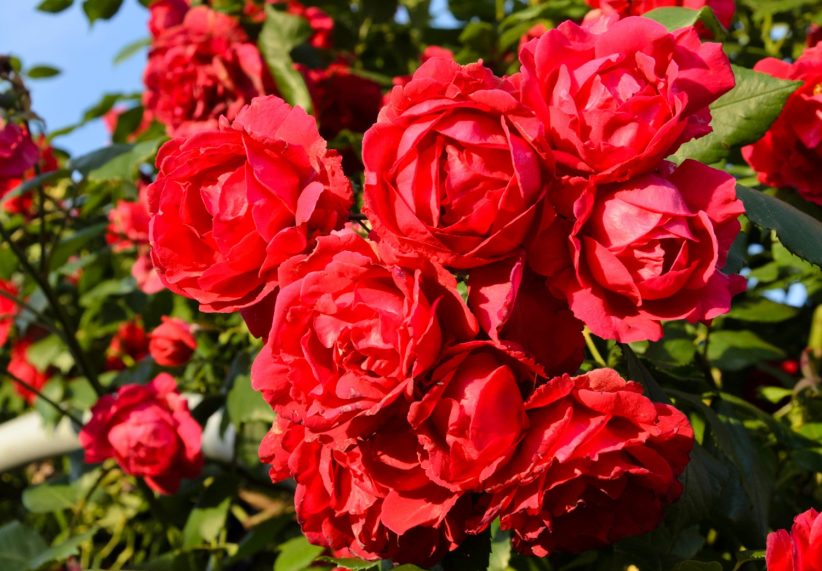 цветение розы Кордес