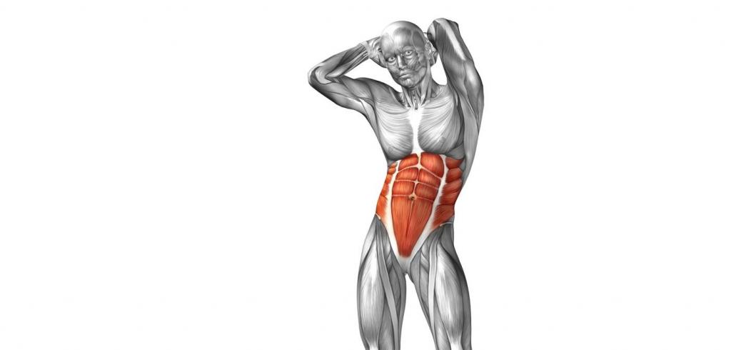 muscle structure of the abdomen