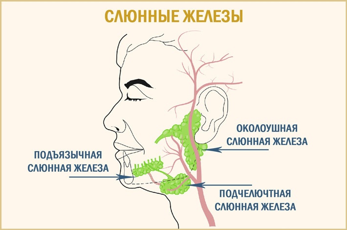 Где находятся слюнные железы у человека схема