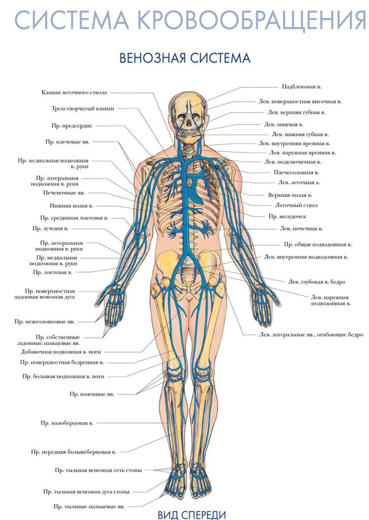 Кровеносные сосуды человека схема и строение