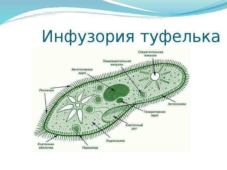 Схема бактерии