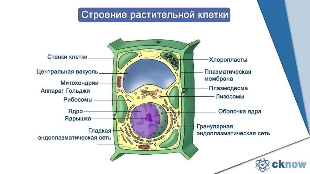 Схема клетки