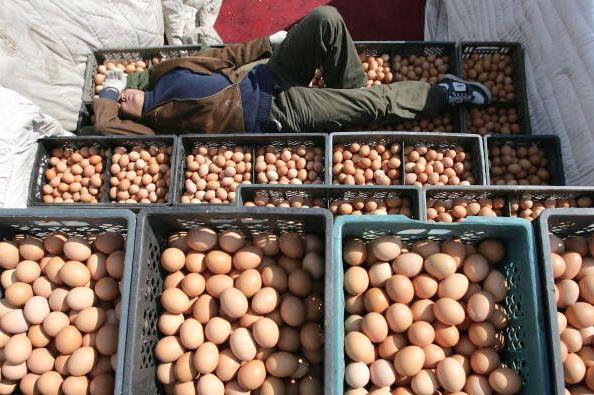 Artificial Eggs from China