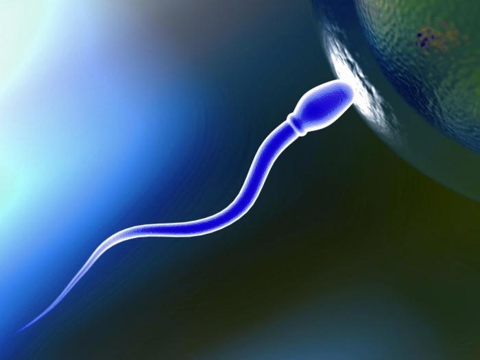 агглютинация сперматозоидов