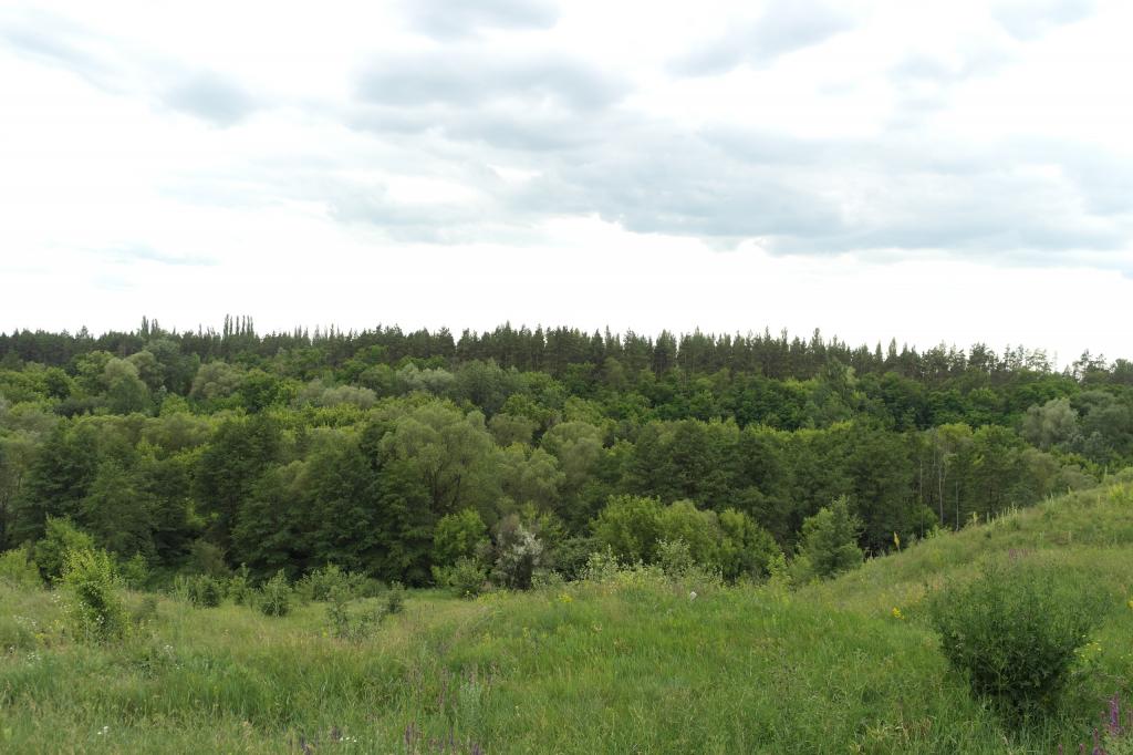 Russia. Heaven and forest