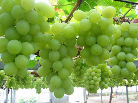 к чему снится виноград зеленый