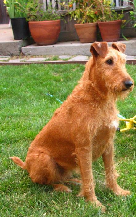 irish terrier photo