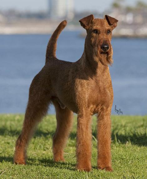 irish terrier Price