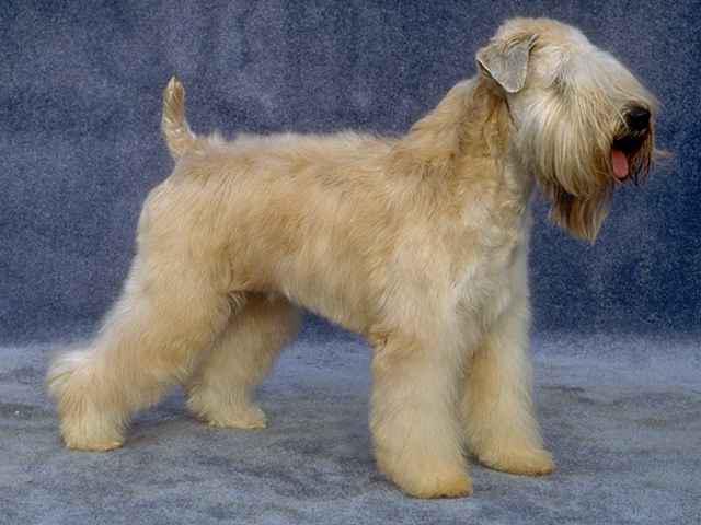 Irish Soft Coated Terrier