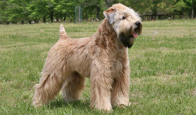 Irish Wheat Soft Coated Terrier