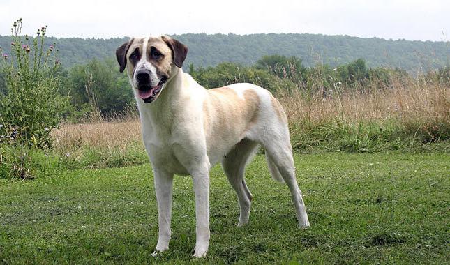 Карабаш анатолийский собака фото